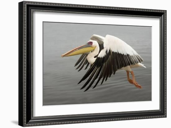 White Pelican in Flight-null-Framed Photographic Print