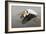 White Pelican in Flight-null-Framed Photographic Print
