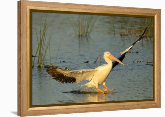 White Pelican Landing, Viera Wetlands, Florida-Maresa Pryor-Framed Premier Image Canvas