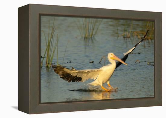 White Pelican Landing, Viera Wetlands, Florida-Maresa Pryor-Framed Premier Image Canvas