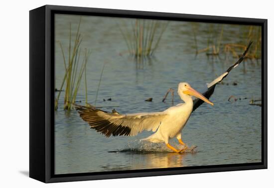 White Pelican Landing, Viera Wetlands, Florida-Maresa Pryor-Framed Premier Image Canvas