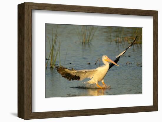 White Pelican Landing, Viera Wetlands, Florida-Maresa Pryor-Framed Photographic Print