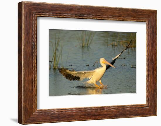 White Pelican Landing, Viera Wetlands, Florida-Maresa Pryor-Framed Photographic Print