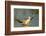 White Pelican Landing, Viera Wetlands, Florida-Maresa Pryor-Framed Photographic Print