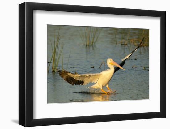 White Pelican Landing, Viera Wetlands, Florida-Maresa Pryor-Framed Photographic Print