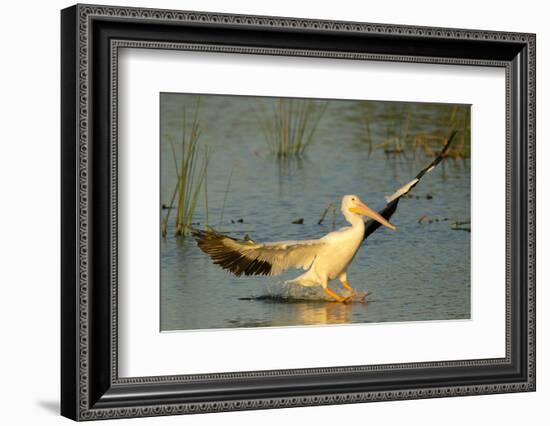 White Pelican Landing, Viera Wetlands, Florida-Maresa Pryor-Framed Photographic Print