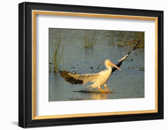 White Pelican Landing, Viera Wetlands, Florida-Maresa Pryor-Framed Photographic Print