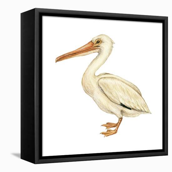 White Pelican (Pelecanus Erythrorhynchos), Birds-Encyclopaedia Britannica-Framed Stretched Canvas