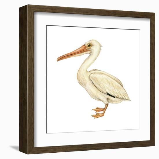 White Pelican (Pelecanus Erythrorhynchos), Birds-Encyclopaedia Britannica-Framed Art Print