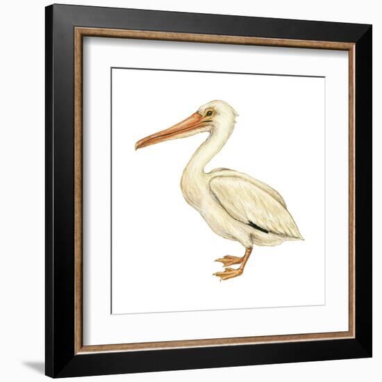 White Pelican (Pelecanus Erythrorhynchos), Birds-Encyclopaedia Britannica-Framed Art Print