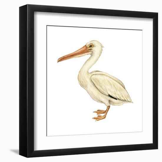 White Pelican (Pelecanus Erythrorhynchos), Birds-Encyclopaedia Britannica-Framed Art Print