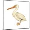 White Pelican (Pelecanus Erythrorhynchos), Birds-Encyclopaedia Britannica-Mounted Art Print