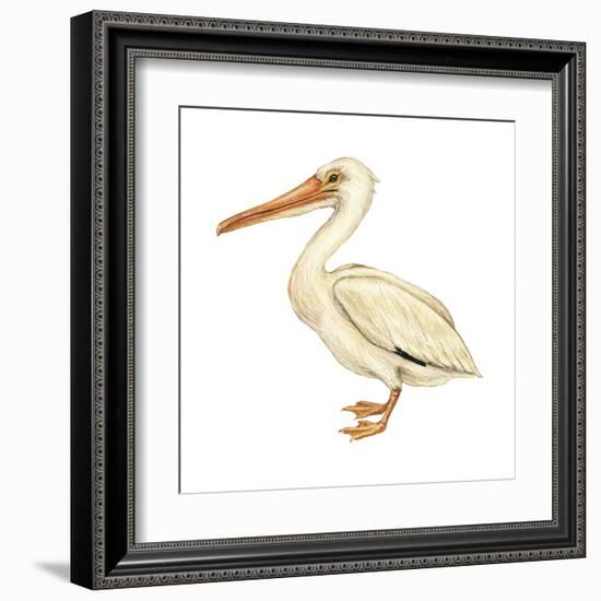 White Pelican (Pelecanus Erythrorhynchos), Birds-Encyclopaedia Britannica-Framed Art Print