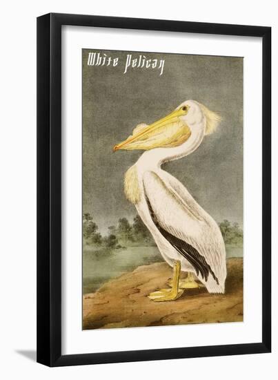 White Pelican-John James Audubon-Framed Art Print