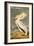 White Pelican-John James Audubon-Framed Art Print