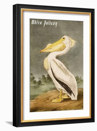 White Pelican-John James Audubon-Framed Art Print