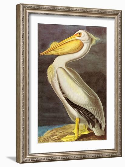 White Pelican-John James Audubon-Framed Art Print