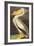 White Pelican-John James Audubon-Framed Art Print