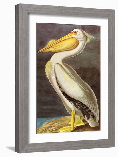 White Pelican-John James Audubon-Framed Art Print