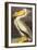 White Pelican-John James Audubon-Framed Art Print