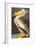 White Pelican-John James Audubon-Framed Art Print