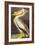 White Pelican-John James Audubon-Framed Art Print
