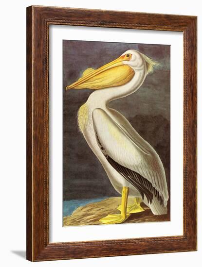 White Pelican-John James Audubon-Framed Art Print
