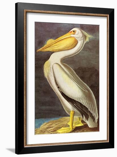 White Pelican-John James Audubon-Framed Art Print