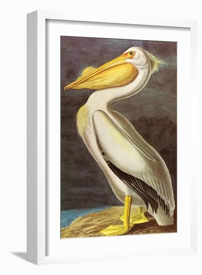 White Pelican-John James Audubon-Framed Art Print