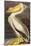 White Pelican-John James Audubon-Mounted Art Print