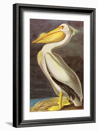 White Pelican-John James Audubon-Framed Art Print