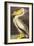 White Pelican-John James Audubon-Framed Art Print