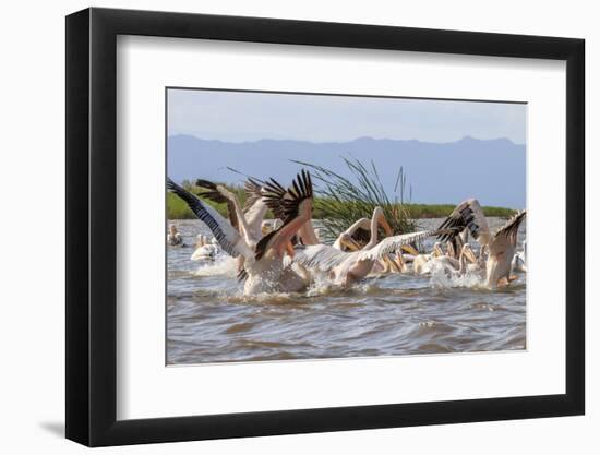 White Pelicans. Lake Chamo. Ethiopia, Africa-Tom Norring-Framed Photographic Print