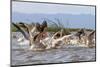 White Pelicans. Lake Chamo. Ethiopia, Africa-Tom Norring-Mounted Photographic Print