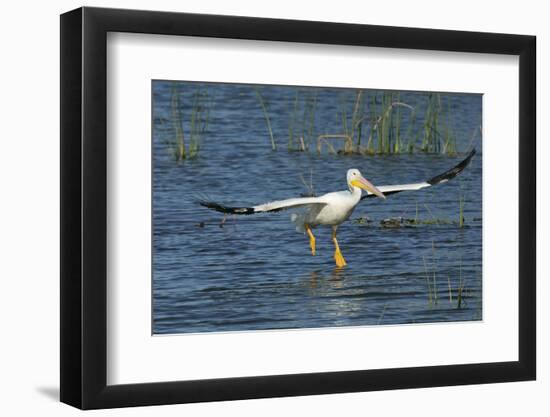 White Pelicans Landing, Viera Wetlands, Florida-Maresa Pryor-Framed Photographic Print