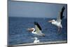 White Pelicans on the Shore of the Salton Sea in California-Richard Wright-Mounted Photographic Print
