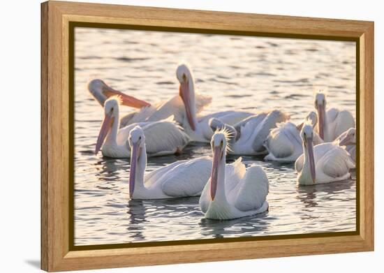 White Pelicans, Pelecanus Erythrorhynchos, Viera Wetlands Florida, USA-Maresa Pryor-Framed Premier Image Canvas