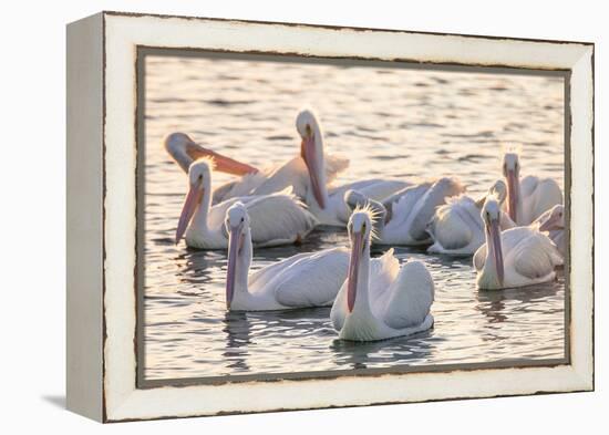 White Pelicans, Pelecanus Erythrorhynchos, Viera Wetlands Florida, USA-Maresa Pryor-Framed Premier Image Canvas