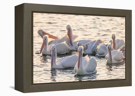 White Pelicans, Pelecanus Erythrorhynchos, Viera Wetlands Florida, USA-Maresa Pryor-Framed Premier Image Canvas