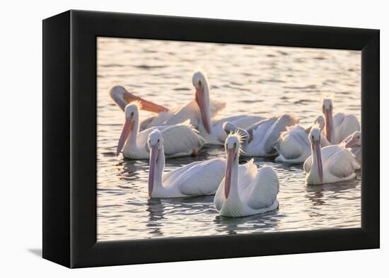 White Pelicans, Pelecanus Erythrorhynchos, Viera Wetlands Florida, USA-Maresa Pryor-Framed Premier Image Canvas