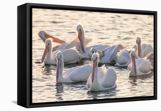 White Pelicans, Pelecanus Erythrorhynchos, Viera Wetlands Florida, USA-Maresa Pryor-Framed Premier Image Canvas