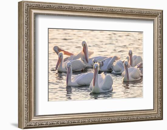 White Pelicans, Pelecanus Erythrorhynchos, Viera Wetlands Florida, USA-Maresa Pryor-Framed Photographic Print