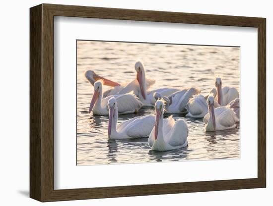 White Pelicans, Pelecanus Erythrorhynchos, Viera Wetlands Florida, USA-Maresa Pryor-Framed Photographic Print