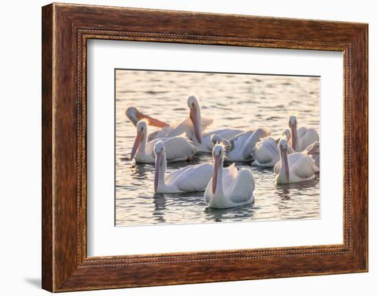 White Pelicans, Pelecanus Erythrorhynchos, Viera Wetlands Florida, USA-Maresa Pryor-Framed Photographic Print