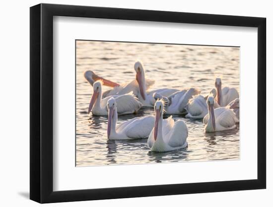 White Pelicans, Pelecanus Erythrorhynchos, Viera Wetlands Florida, USA-Maresa Pryor-Framed Photographic Print