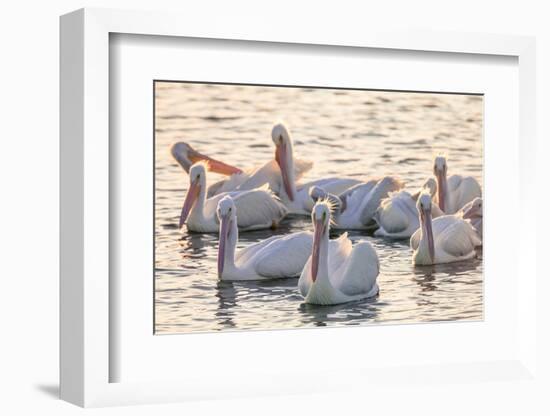 White Pelicans, Pelecanus Erythrorhynchos, Viera Wetlands Florida, USA-Maresa Pryor-Framed Photographic Print
