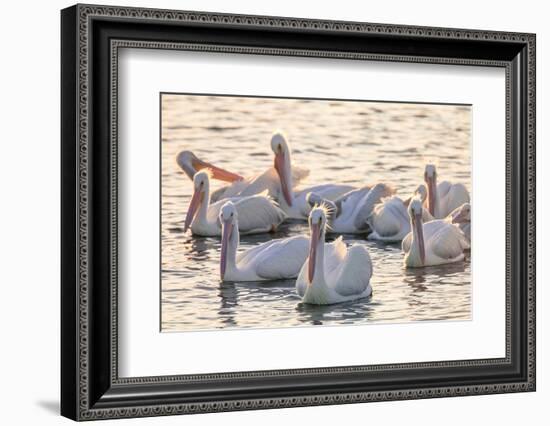 White Pelicans, Pelecanus Erythrorhynchos, Viera Wetlands Florida, USA-Maresa Pryor-Framed Photographic Print