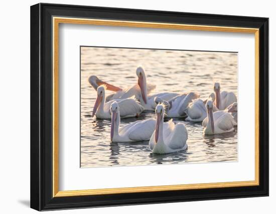 White Pelicans, Pelecanus Erythrorhynchos, Viera Wetlands Florida, USA-Maresa Pryor-Framed Photographic Print