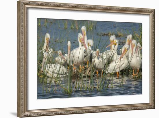 White Pelicans Resting and Preening, Viera Wetlands, Florida-Maresa Pryor-Framed Photographic Print