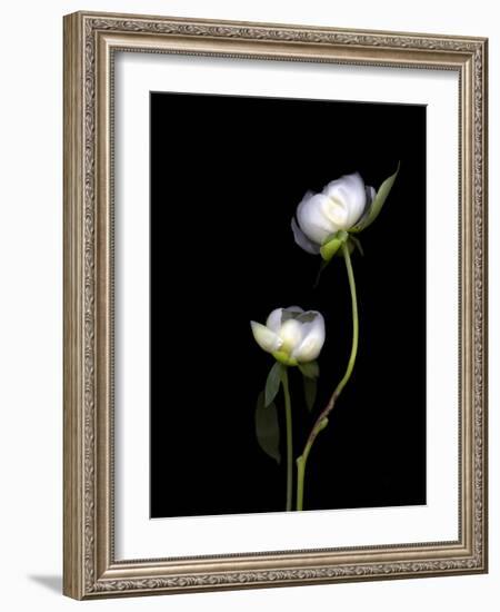 White Peonies Isolated on Black Background-Christian Slanec-Framed Photographic Print